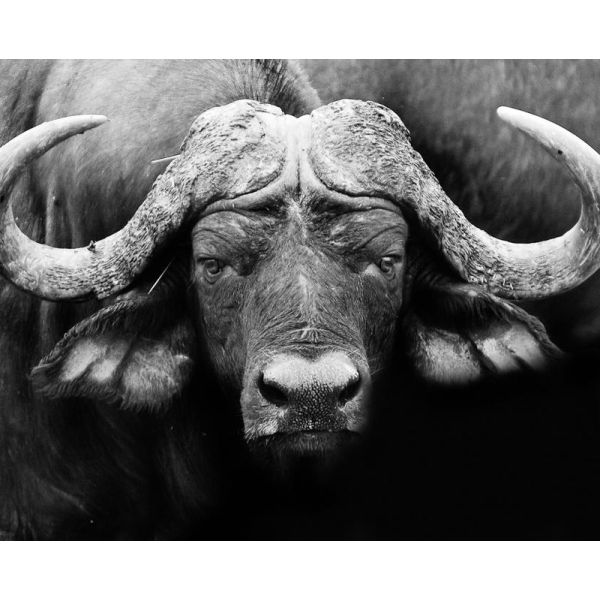 Wooddeco buffalo