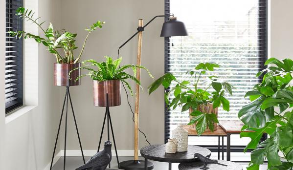 Waarom wonen met planten in je huis?